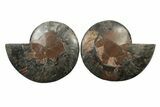 Cut & Polished Ammonite Fossil - Unusual Black Color #241506-1